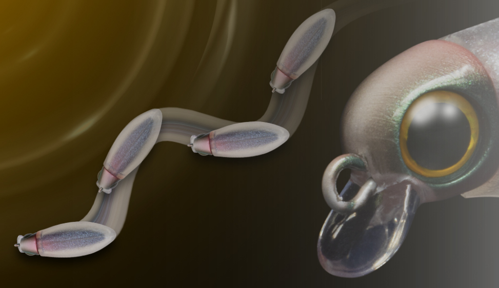 JACKALL MUTEBALL MINNOW 38F HYBRID MEBARING PLUG