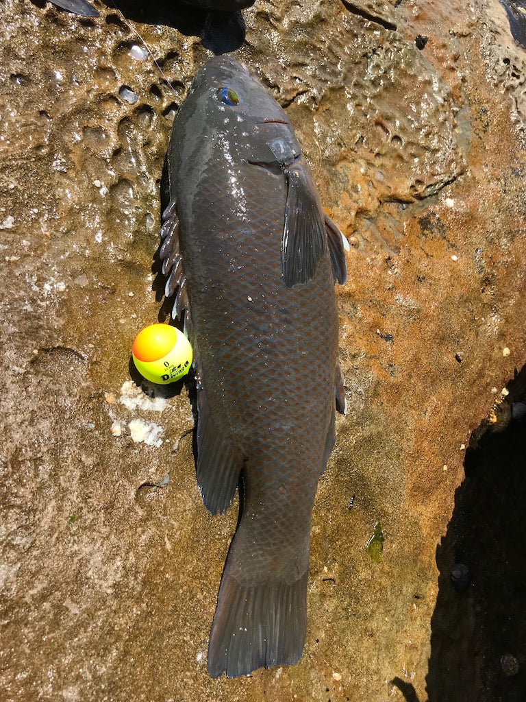 PILANATO ISO Float - Diving