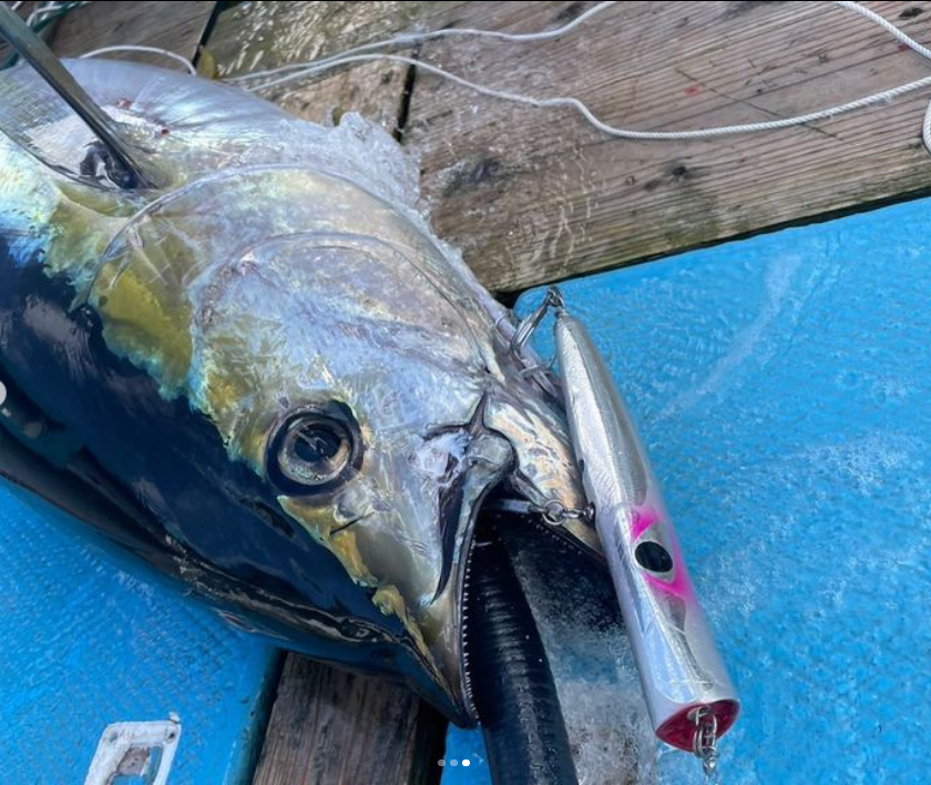 CB ONE BAZOO SLIM 220 Popper