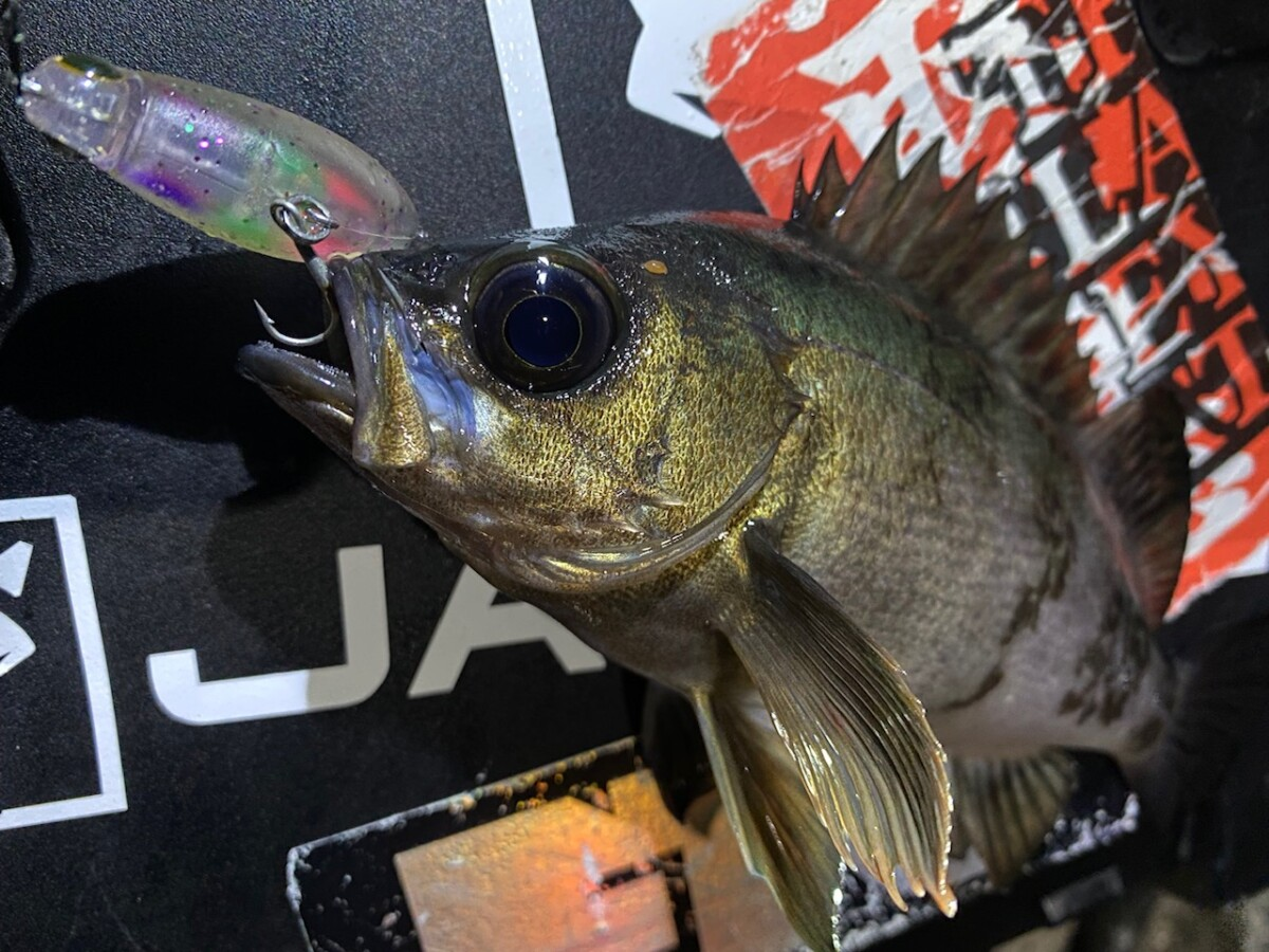 JACKALL MUTEBALL MINNOW 38F HYBRID MEBARING PLUG