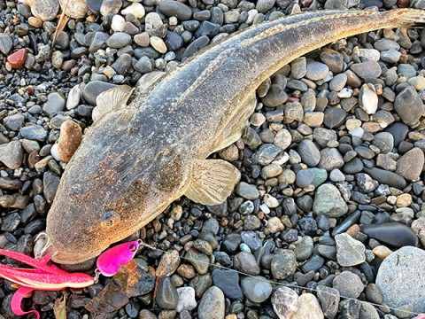 MEGABASS MAKIPPA MAKINOTANE Skirt Jig 20g