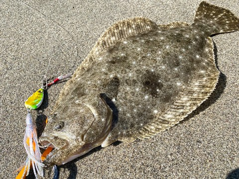 MEGABASS MAKIPPA MAKINOTANE Skirt Jig 20g