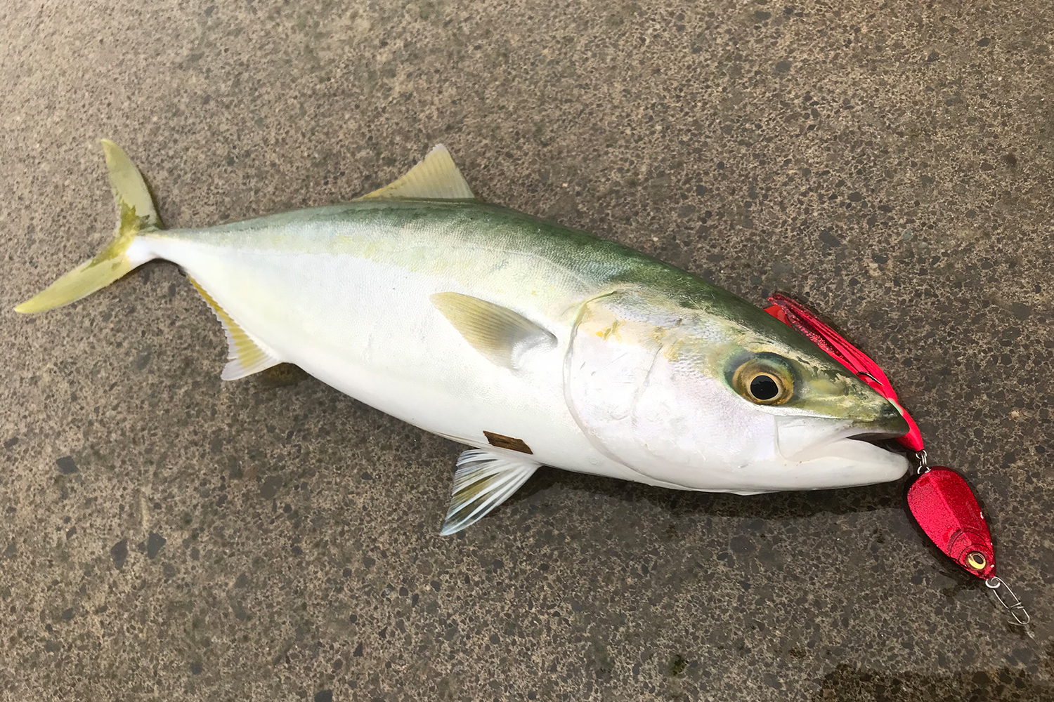 MEGABASS MAKIPPA MAKINOTANE Skirt Jig 20g