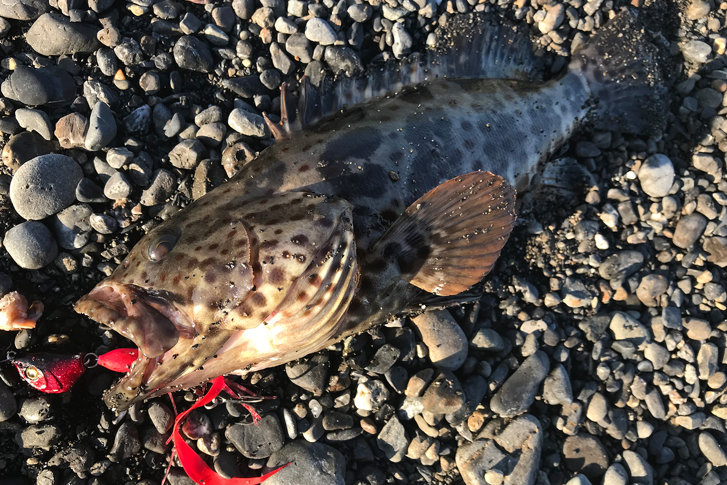 MEGABASS MAKIPPA MAKINOTANE Skirt Jig 20g