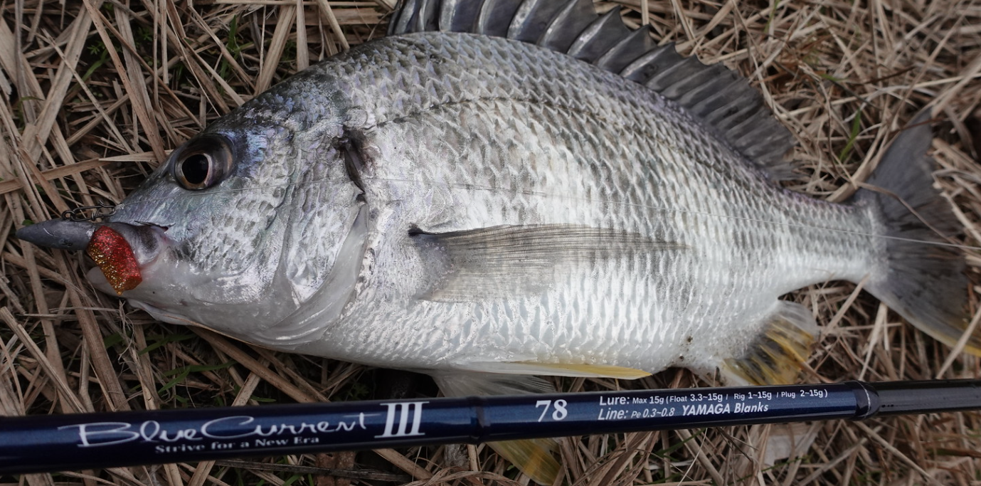 2024 YAMAGA BLANKS BLUECURRENT III 78