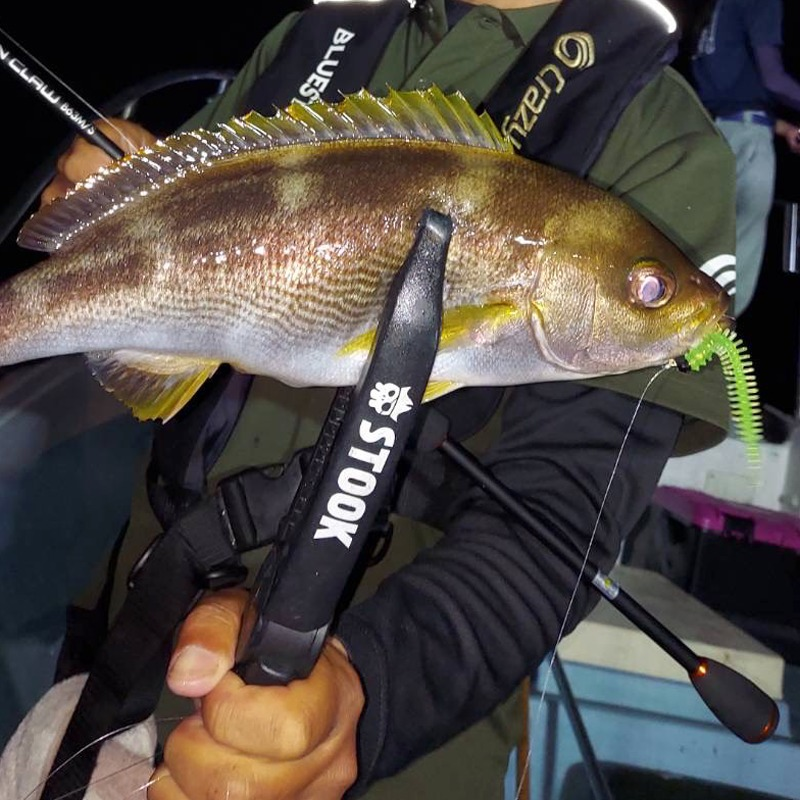 OCEAN KASHORO FISH GRIP MADE IN JAPAN