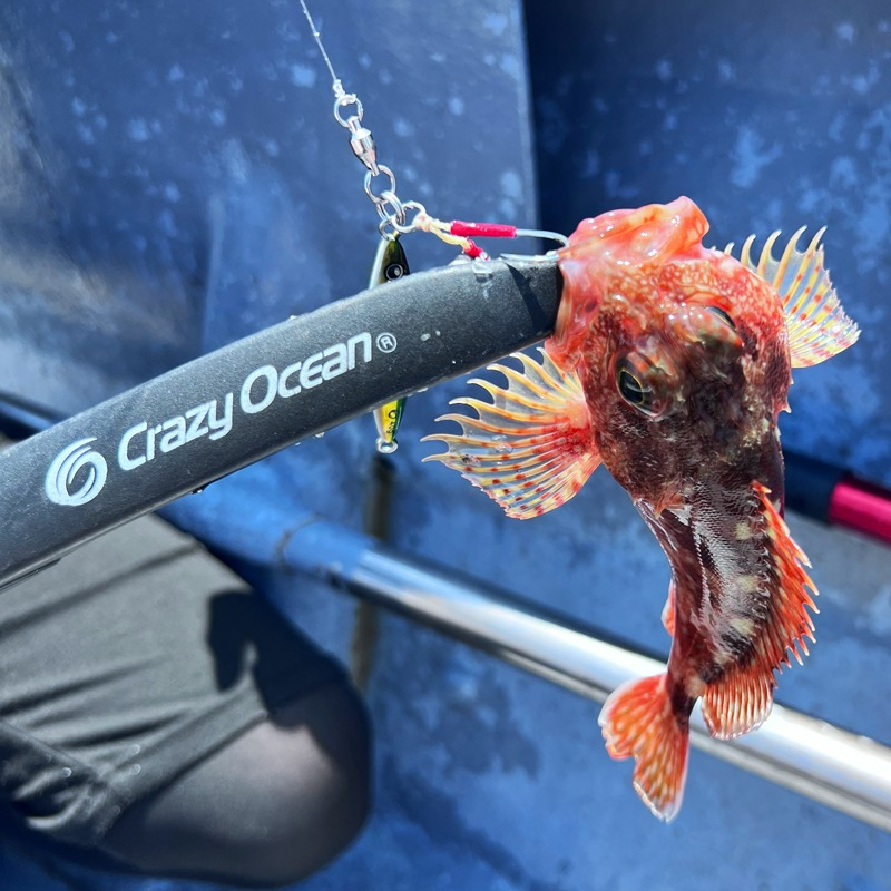 OCEAN KASHORO FISH GRIP MADE IN JAPAN