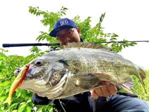 DUO REALIS NOMASE Small Fish
