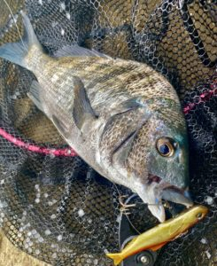 DUO REALIS NOMASE Small Fish