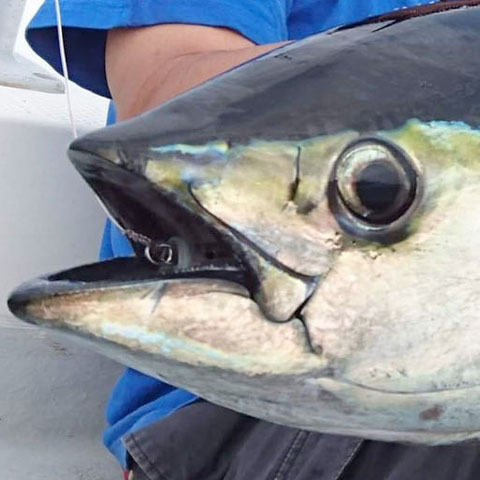 TACKLE HOUSE FEED POPPPER 45g with Hooks