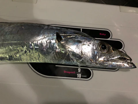 XTRADA SCALE STICKER FOR HAIRTAIL GAME