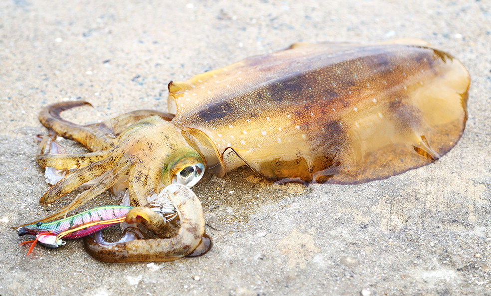 YOZURI EbiQ Squid Jig 3.0 and 3.5