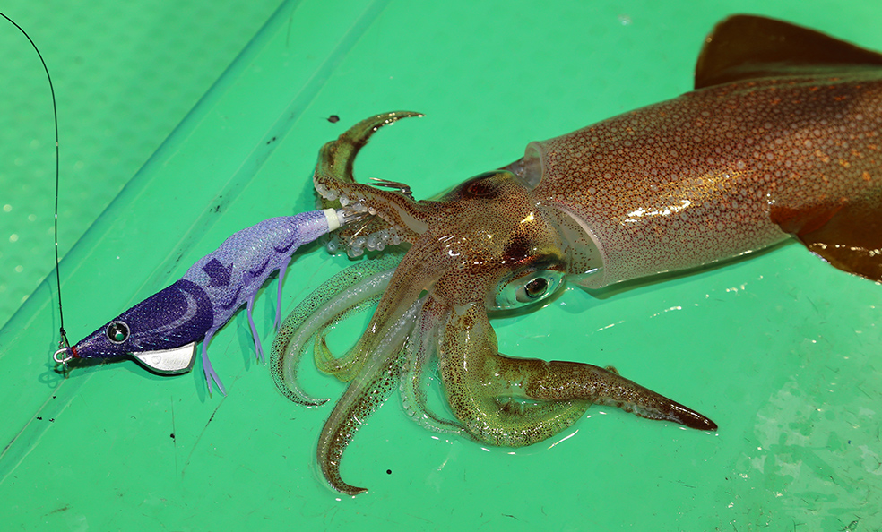 DUEL EZ-FALL SLOW SINKING SQUID JIG #2.5