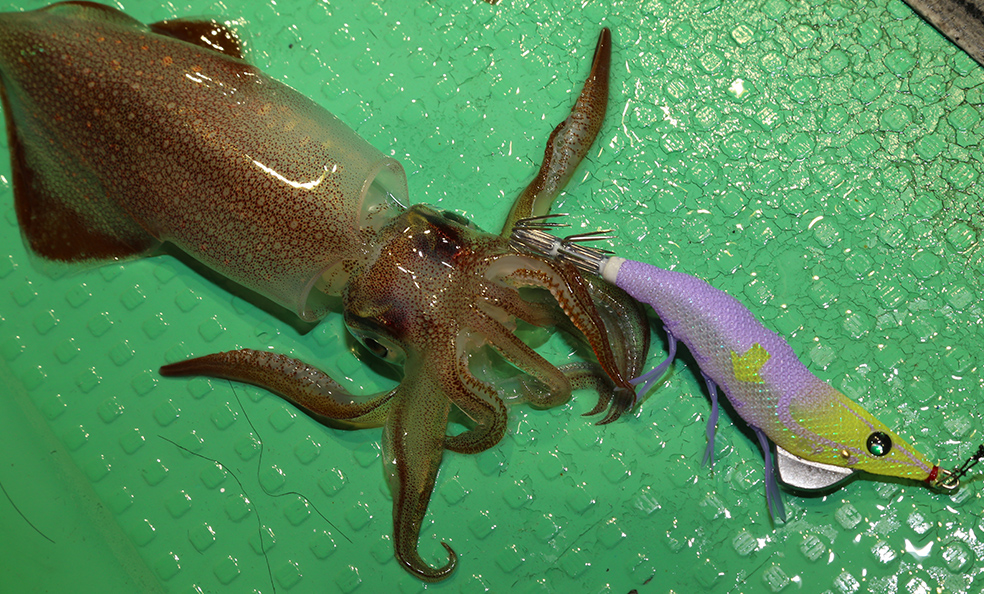 DUEL EZ-FALL SLOW SINKING SQUID JIG #2.5