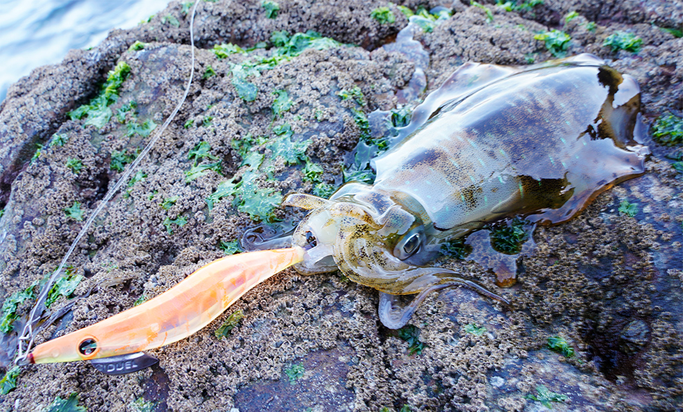 DUEL LQ lens egi with invisible cloth #3.5 -A1782