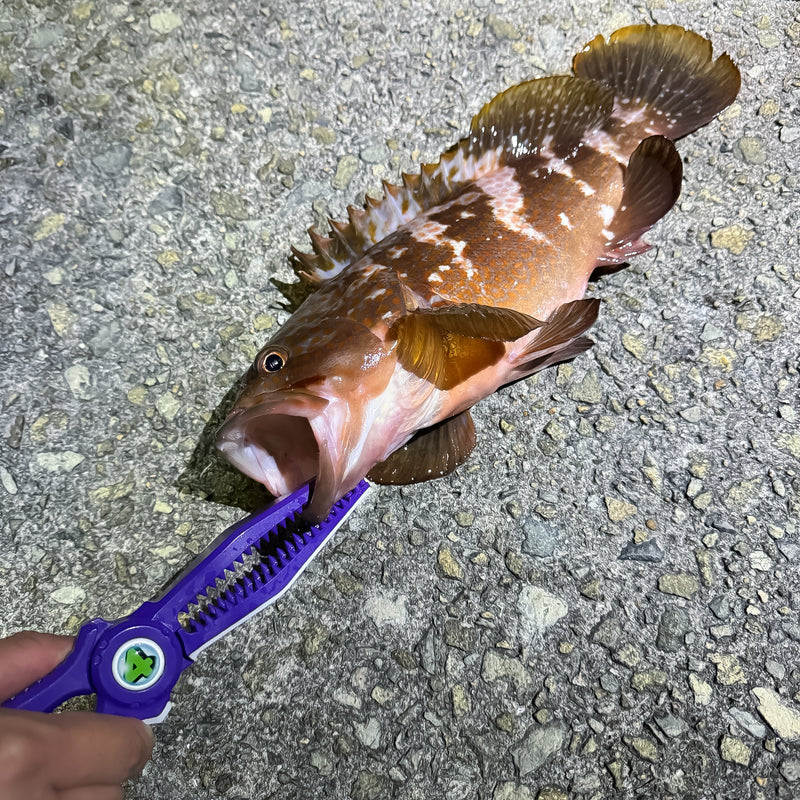 DRESS x SEASTORY Shark Grip