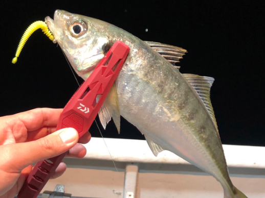 DAIWA FISH HOLDER LIGHT 200C