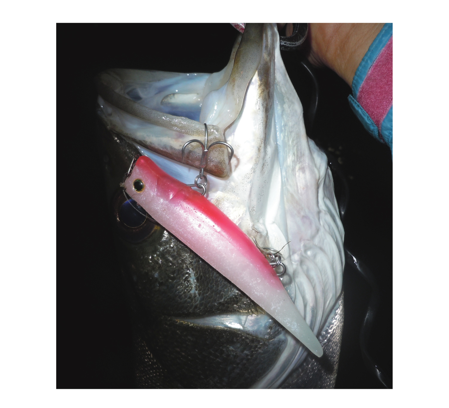 HILLCLIMB Sympasea 90