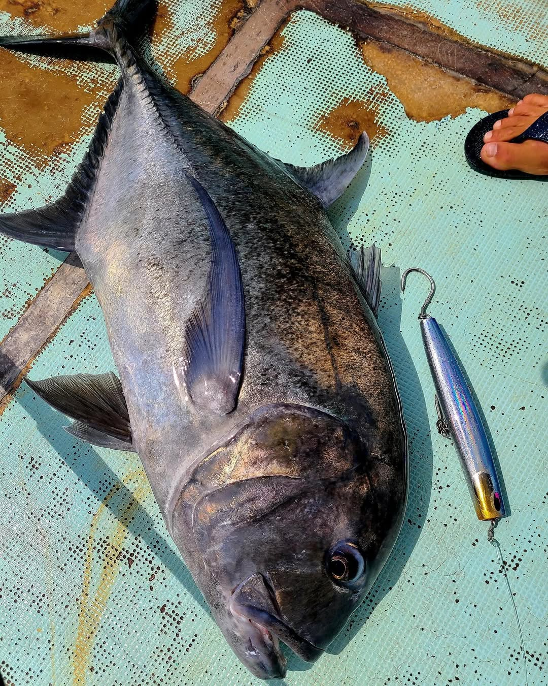 Nature Boys Pelican 220F - 2025