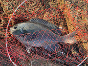 Daiwa Landing Net (Net Only) 50, Deep