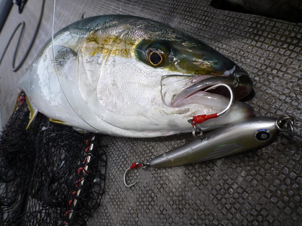 MC WORKS BONDAGE HOOKS