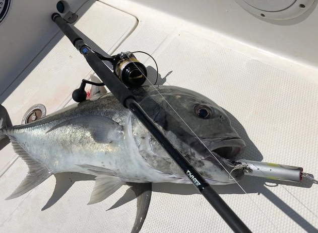 FISH TRIPPERS VILLAGE x D-CLAW BEACON 210 - Blue Saury (玄海 SANMA) back in stock