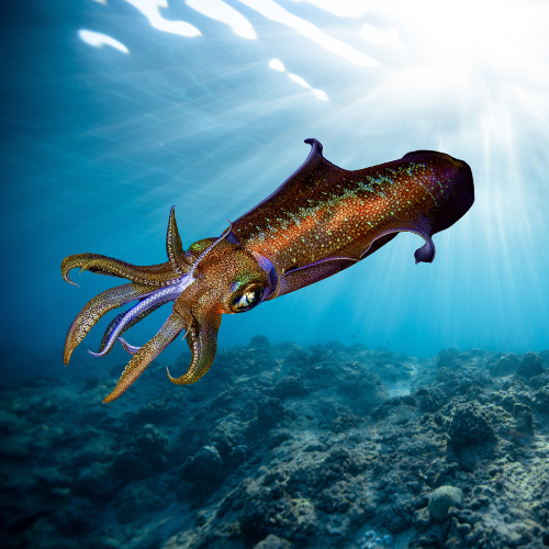 How to Rig an Egi: Step-by-Step for Australian Squid