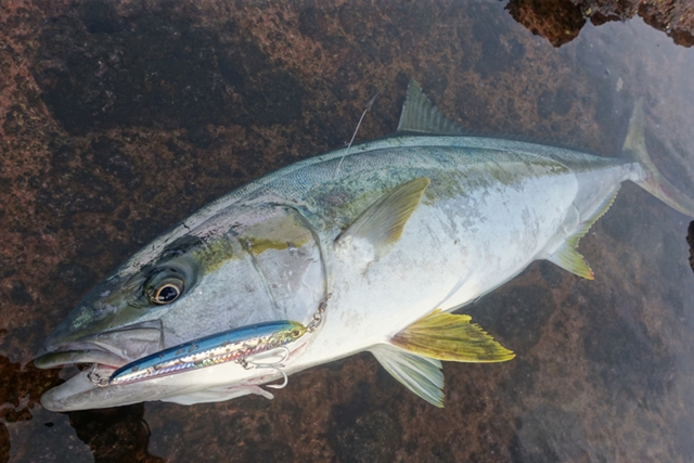 MARIA RERISE S130 130mm 70g Sinking