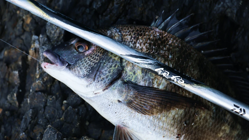 Daiwa Silver Wolf King Fang 银狼王牙 2026 ISO Fishing Rod