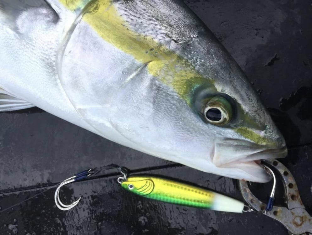 Suteki  Twin Assist Phantom (Black Assist Line)