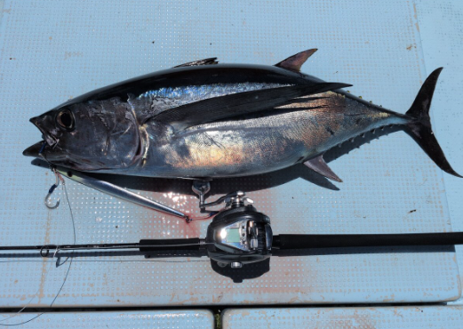 (JDM) Daiwa 2026 Seaborg 500J Electric Reel