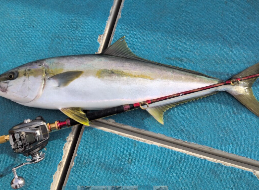 (JDM) Daiwa 2026 Seaborg 500J Electric Reel