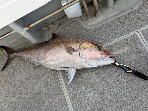 Daiwa Fish Grip SC HD 310