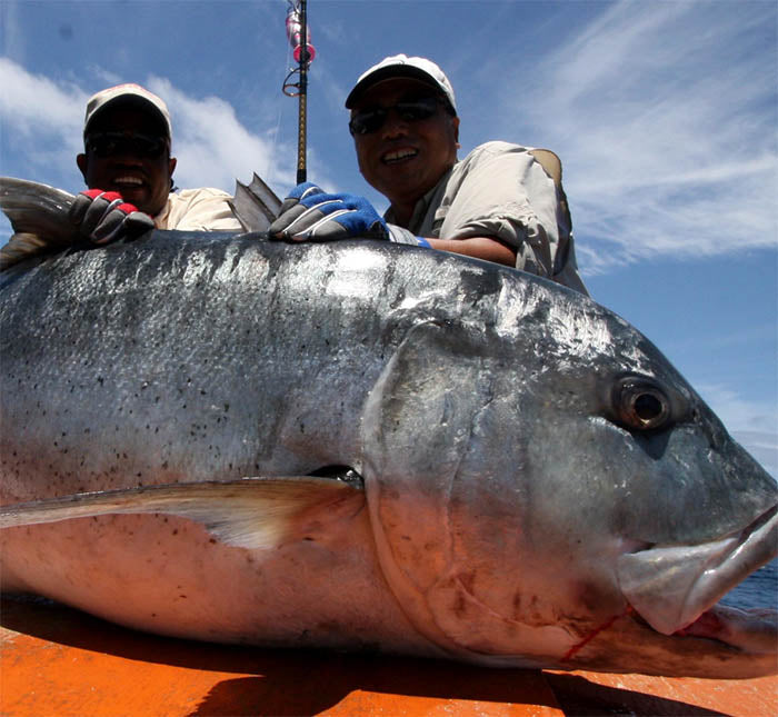 FISHERMAN BIG MOUTH 150 hp Tail POPPER