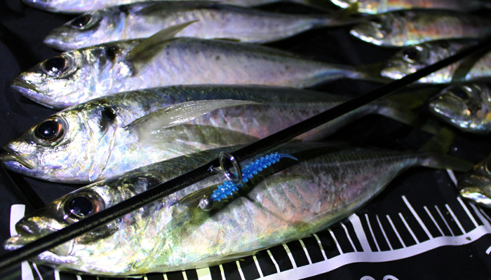 TICT Ajibokko 2.5 inch U.S.B (Ultra Softmaterial Bait)