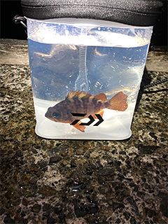 DAIWA WATER BUCKET 15A CLEAR