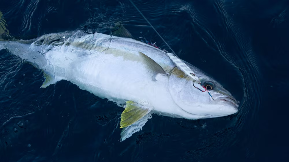 SHIMANO 2023 OCEA JIGGER B510 JIGGING ROD