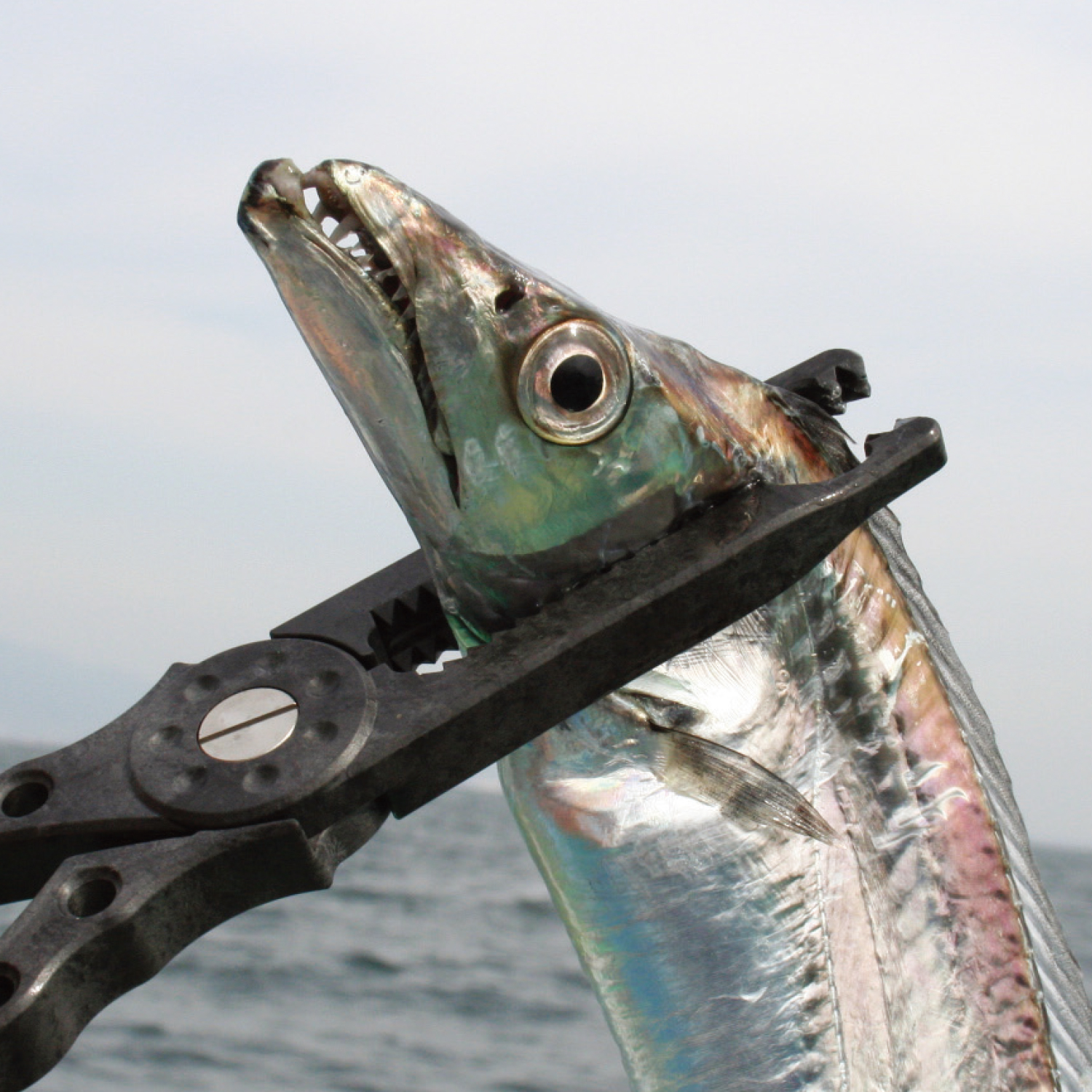 DAIICHISEIKO GAR GRIP MC CUSTOM