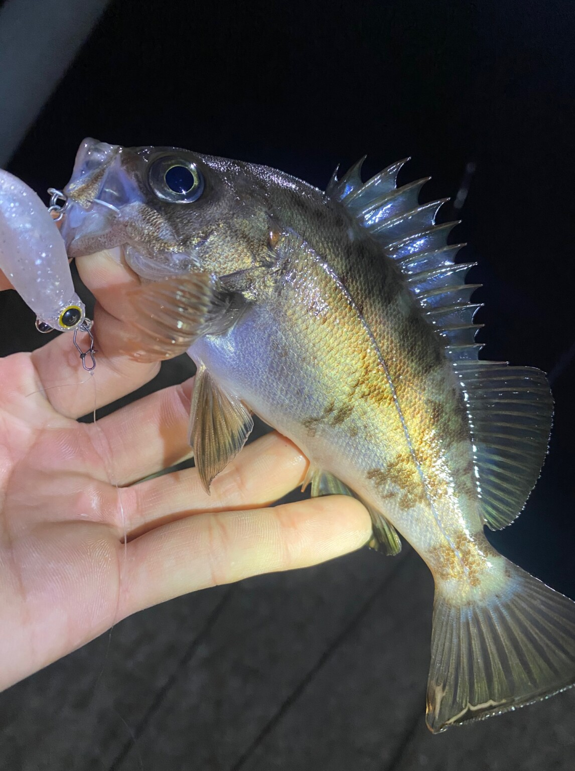 JACKALL MUTEBALL MINNOW 38F HYBRID MEBARING PLUG