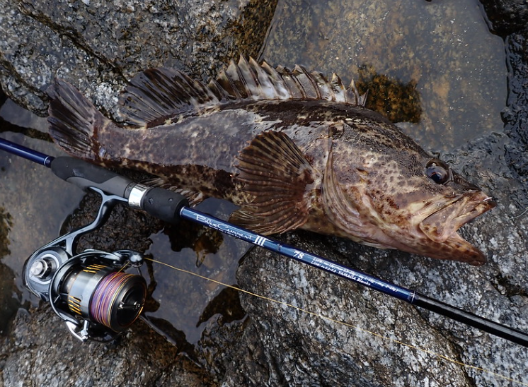 2024 YAMAGA BLANKS BLUECURRENT III 78