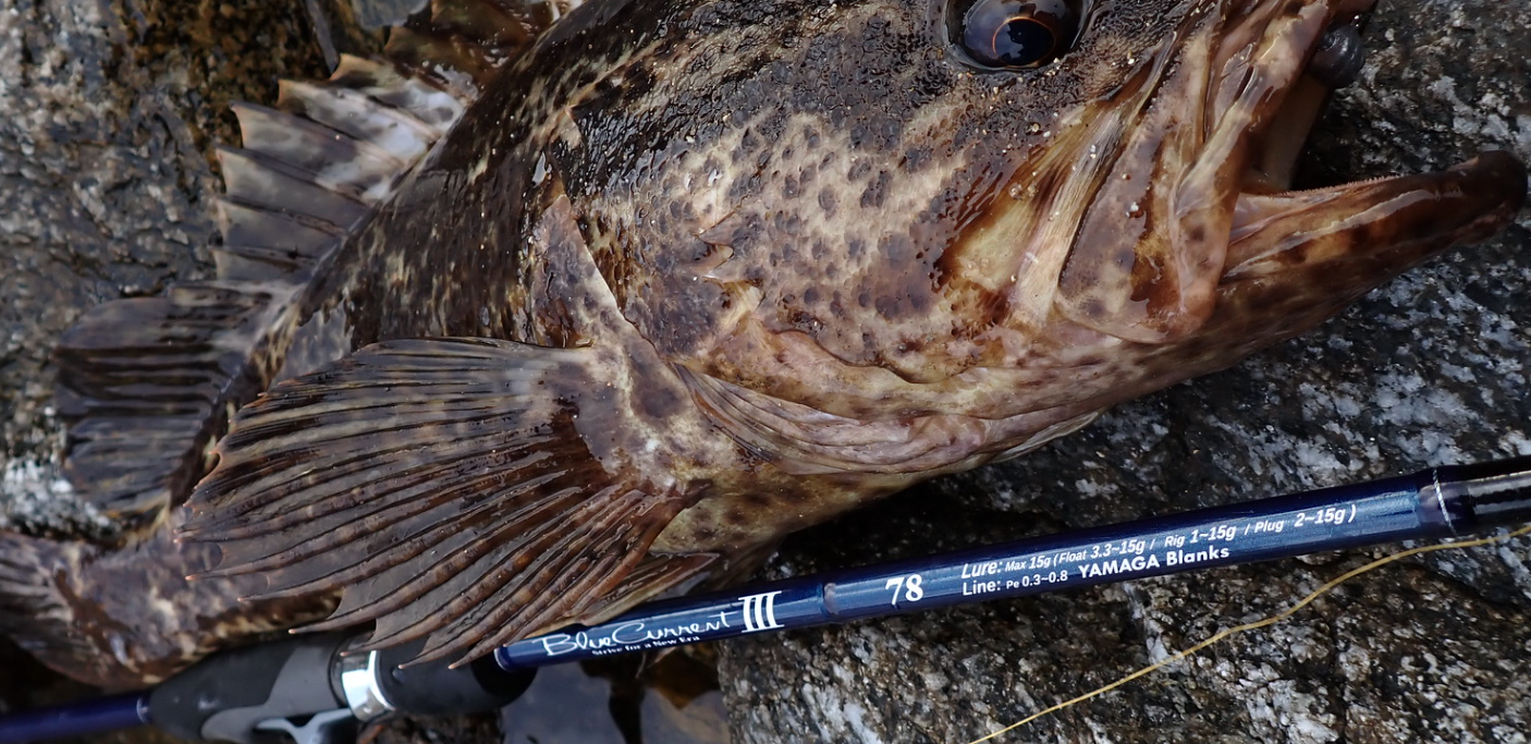 2024 YAMAGA BLANKS BLUECURRENT III 78