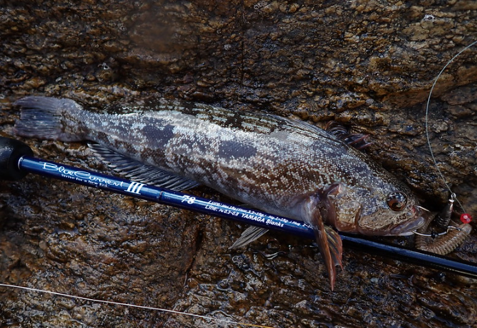 2024 YAMAGA BLANKS BLUECURRENT III 78