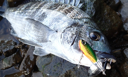 DUEL HARDCORE SOLID SPIN 32G SINKING