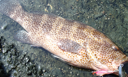 DUEL HARDCORE SOLID SPIN 32G SINKING