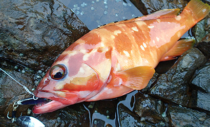 DUEL HARDCORE SOLID SPIN 32G SINKING