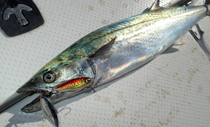 DUEL HARDCORE SOLID SPIN 32G SINKING