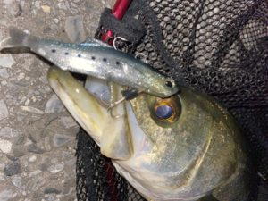 DUO REALIS NOMASE Small Fish