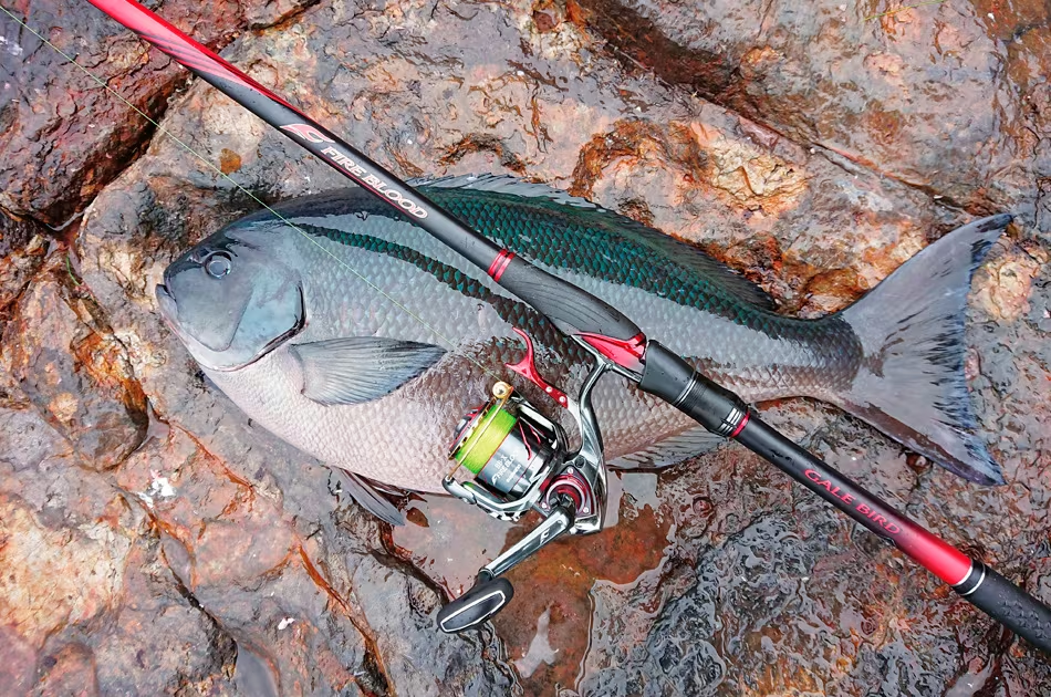 SHIMANO Fire Blood Onaga ISO Fishing Rods (telescopic)