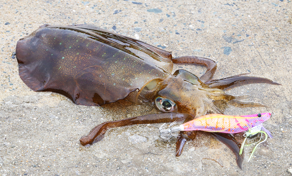 YOZURI EbiQ Squid Jig 3.0 and 3.5