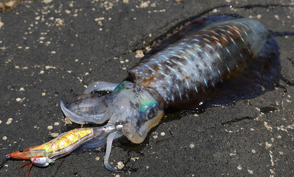 YOZURI EbiQ Squid Jig 3.0 and 3.5